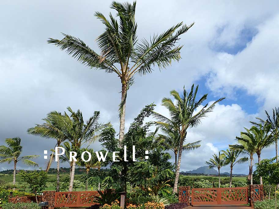 wood driveway gates #220d in Hawaii. prowell