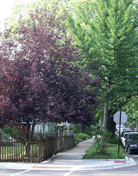 custom wood fence #2 in Illinois