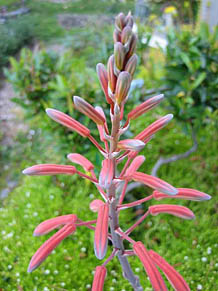 gar_5 Contributor's Garden kk