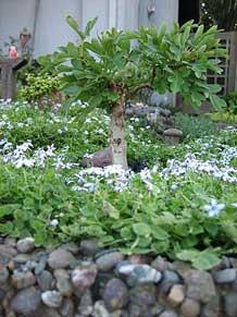 gar_6 Contributor's Garden mm