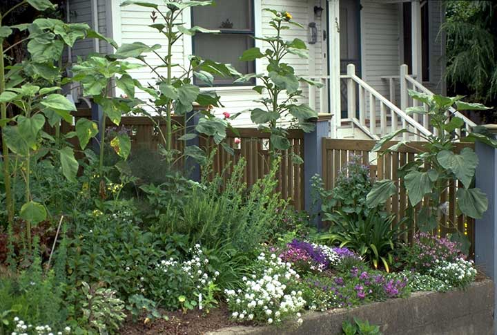 Contributor's Garden B