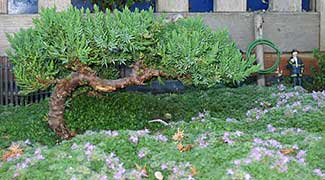 contributor's garden